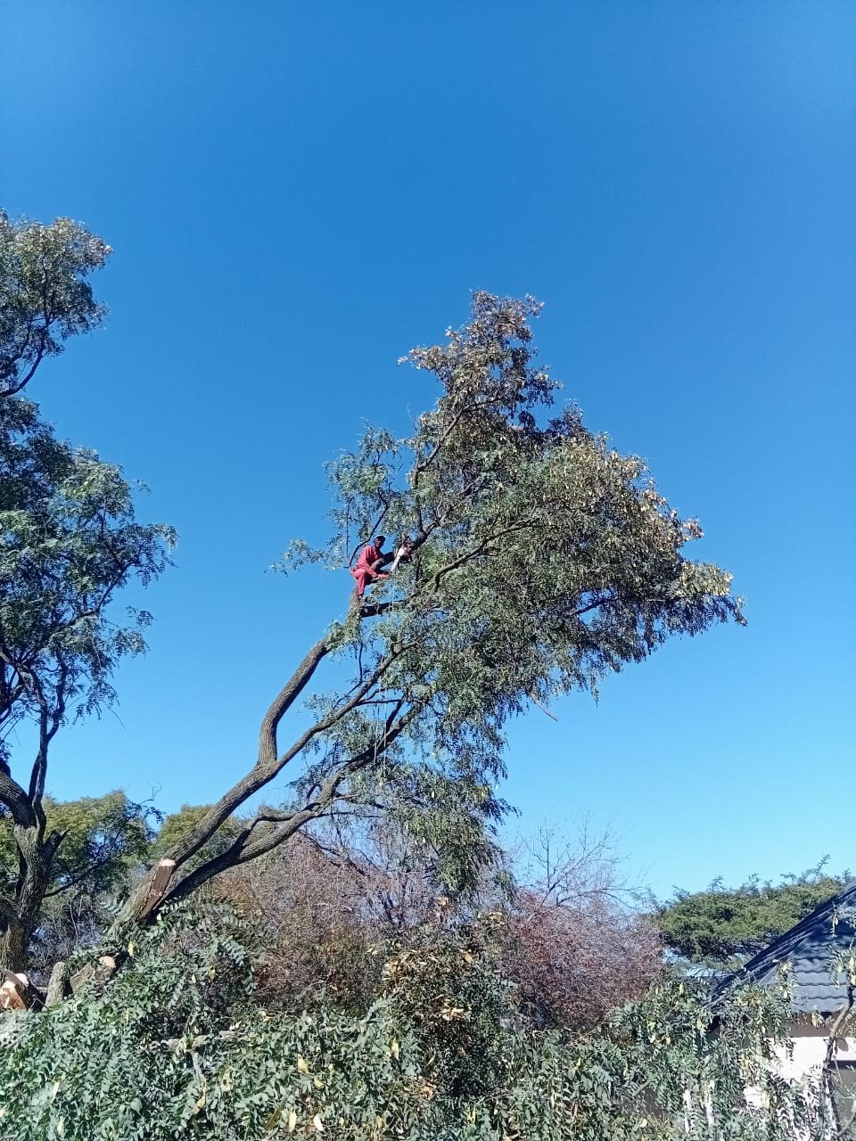 Tree felling work