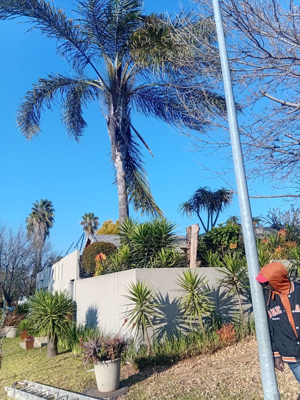 Palm trimming service