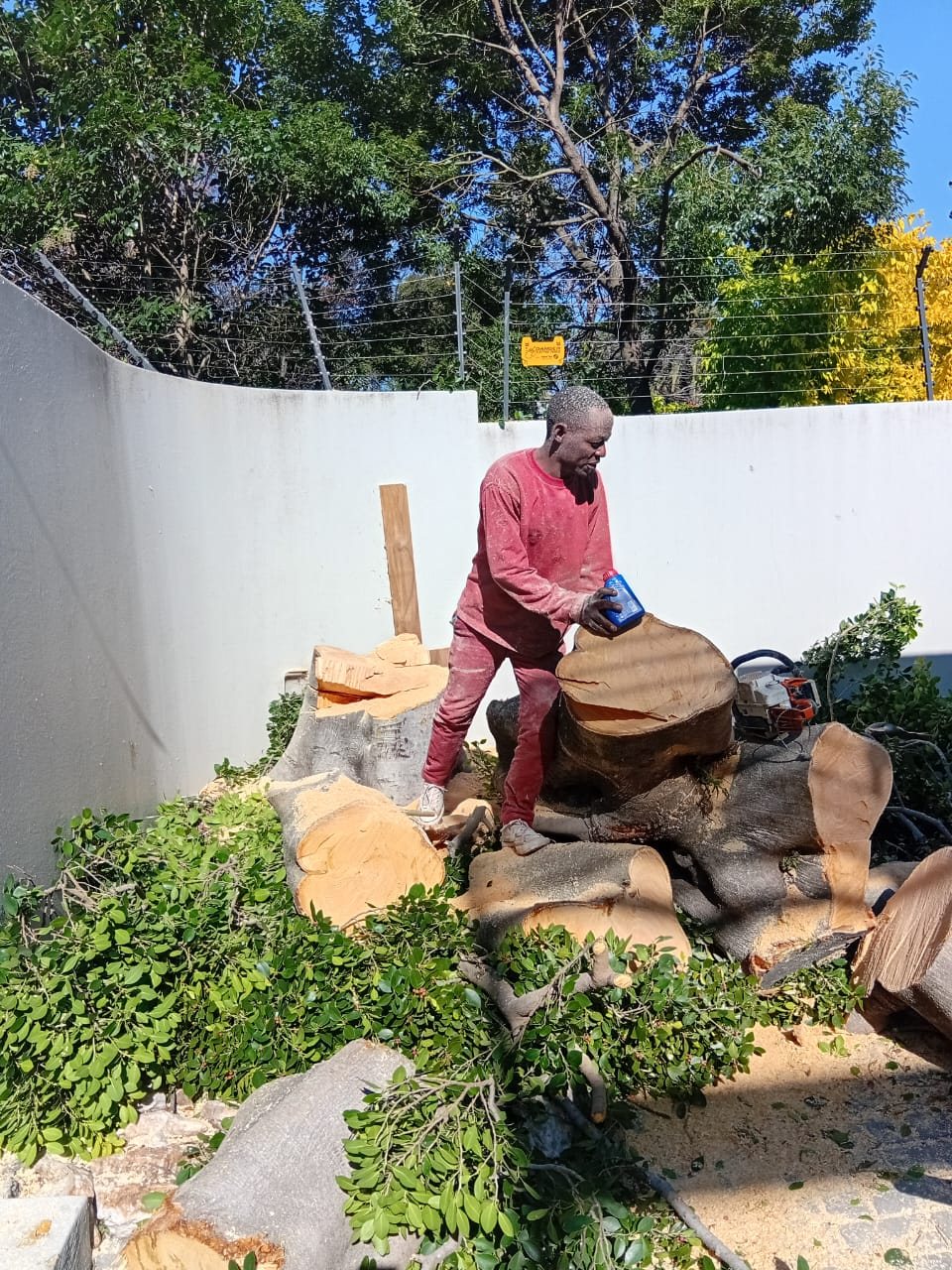 Cutting a tree trunk