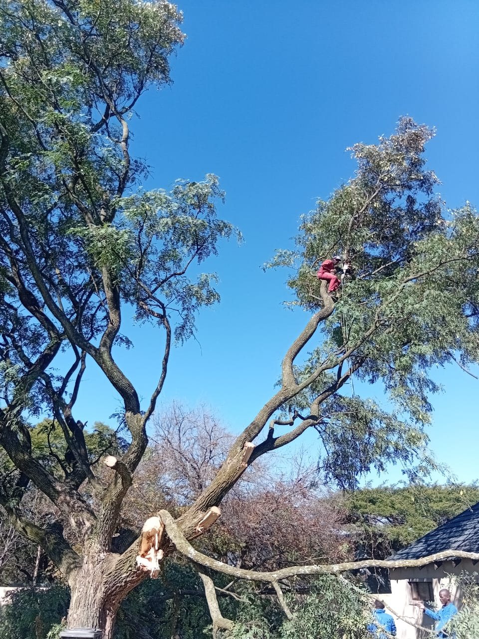 Tree felling work in progress