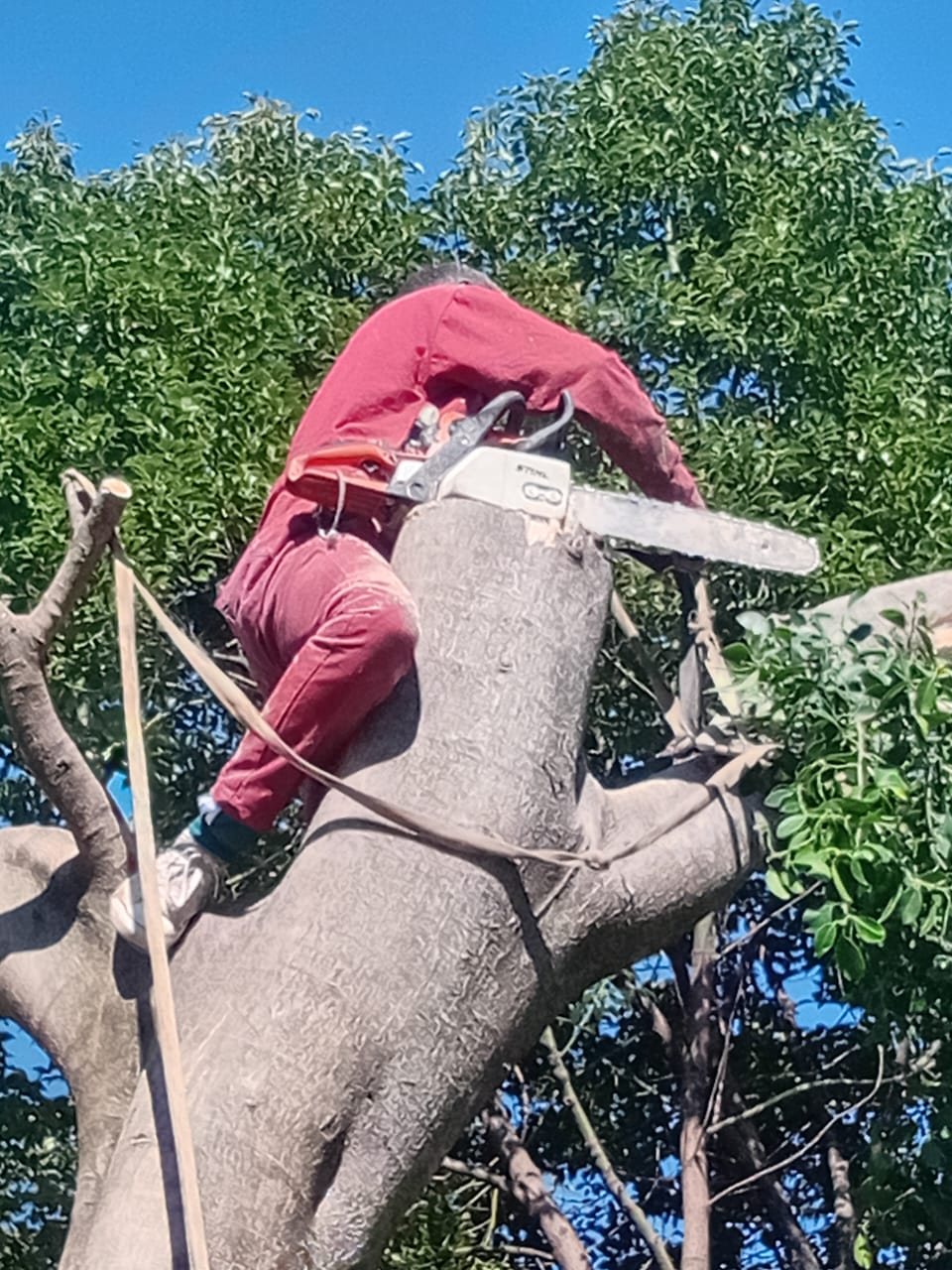 Makabeni Project team member doing tree work